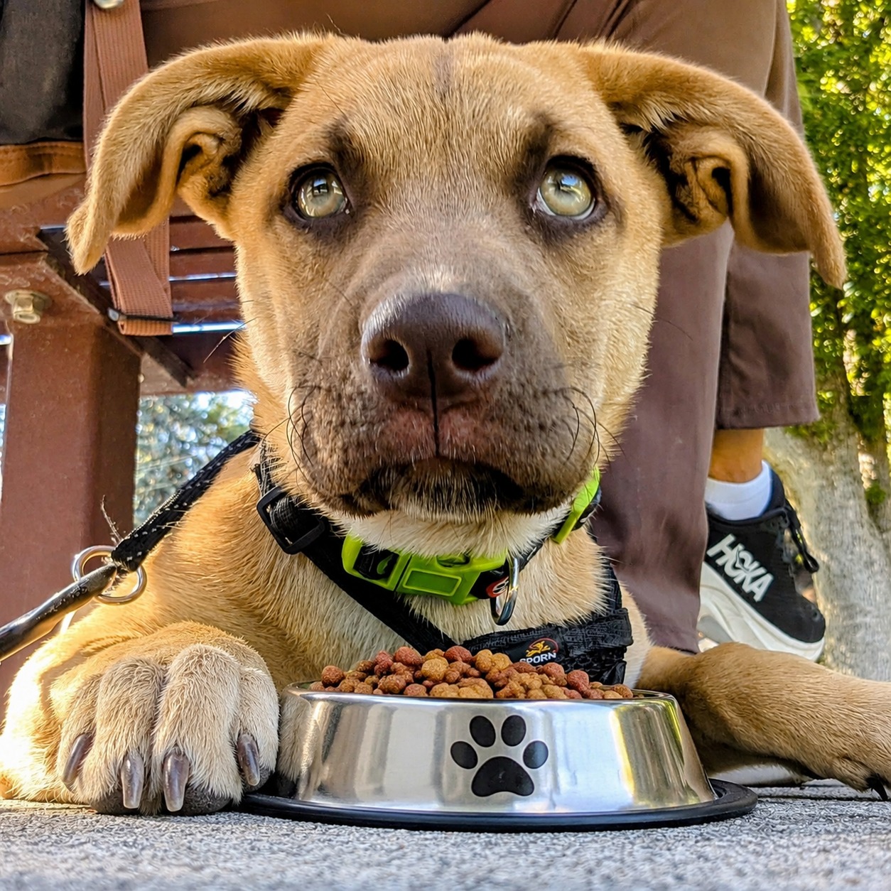 Dog with a full food bowl for the IARN Pet Pantry program