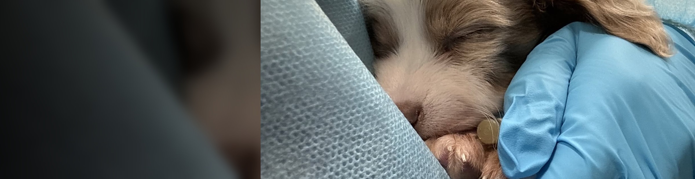 A young rescue puppy receiving medical care