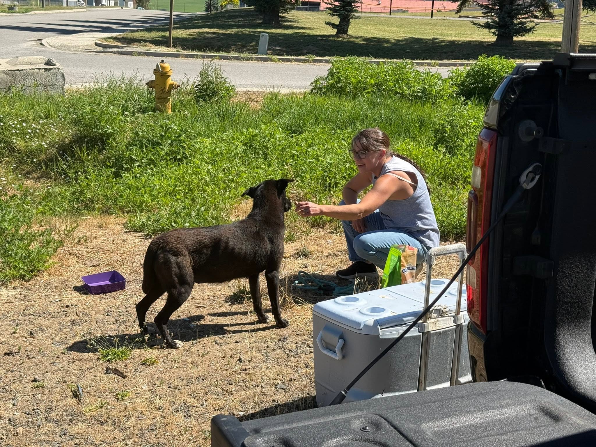 Volunteer working with an animal in the field