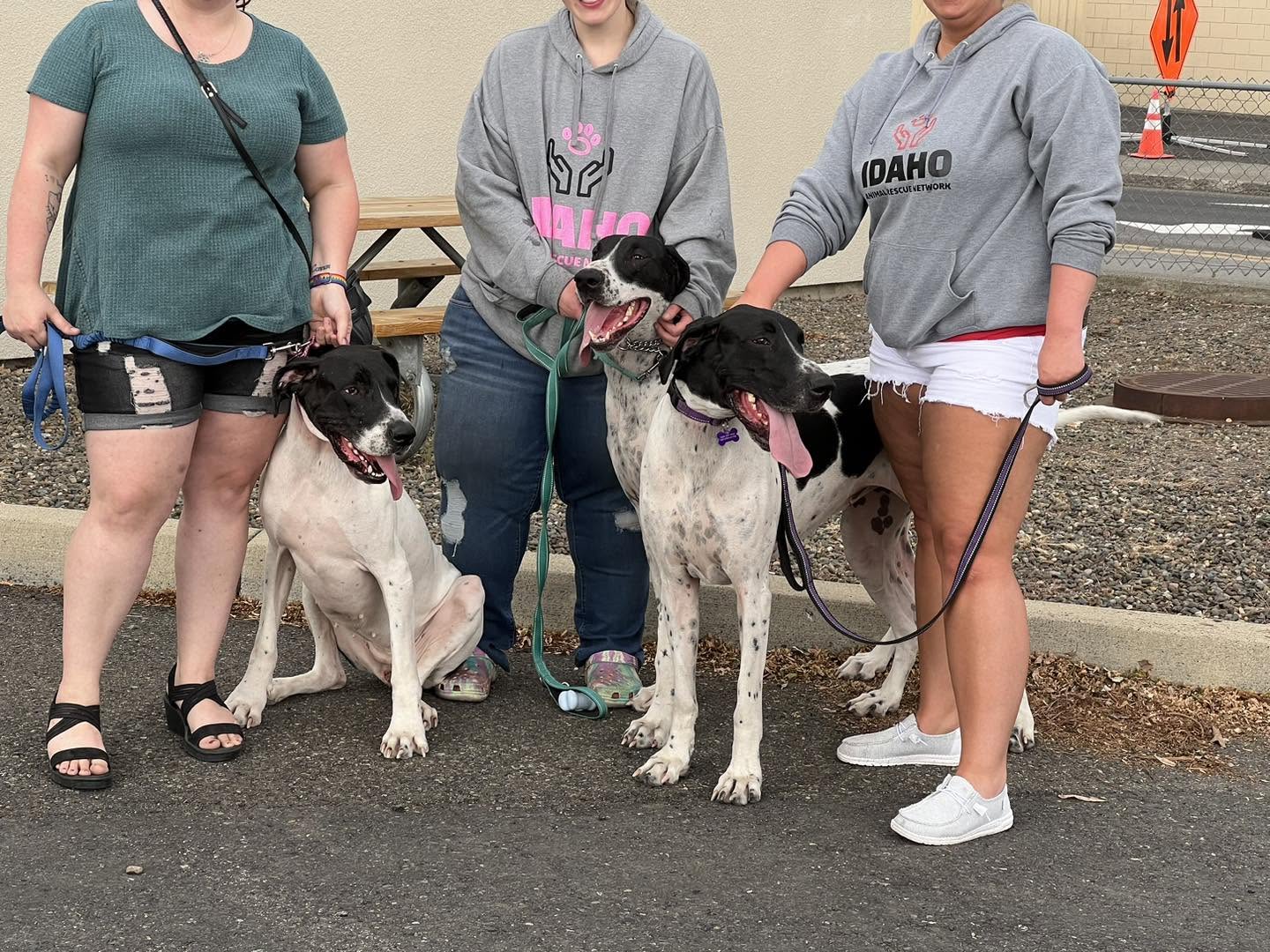 Volunteers with dogs at an adoption event