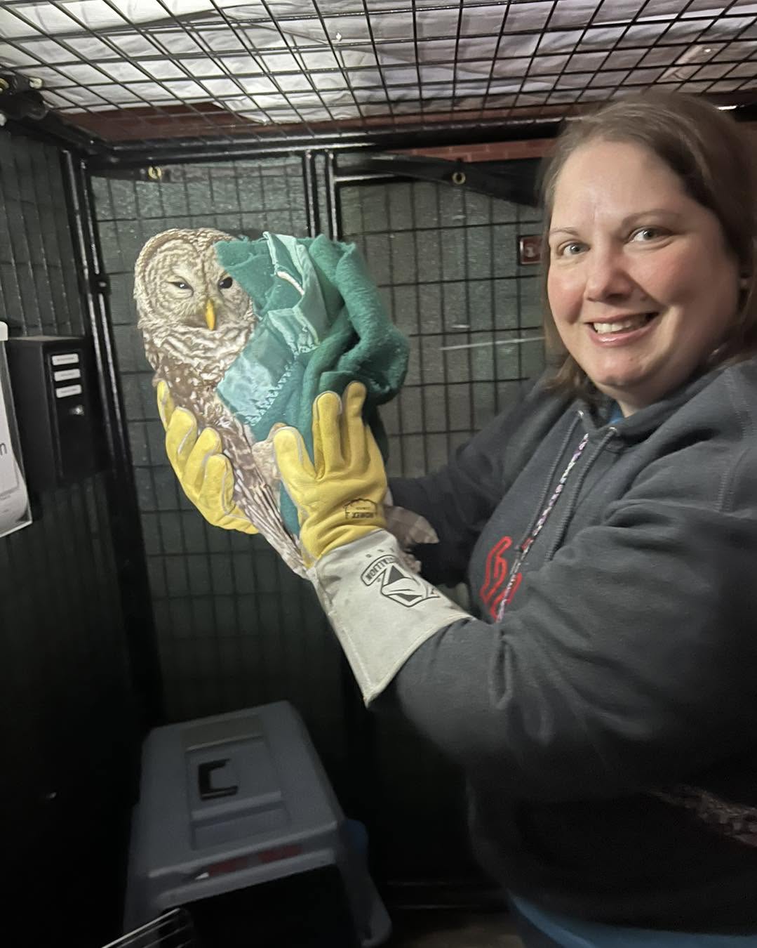 Volunteer assisting an owl during animal rescue work