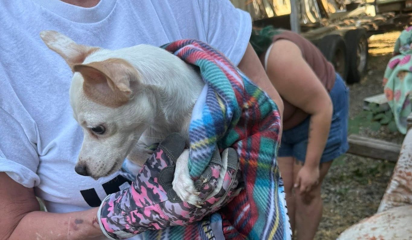 Volunteer holding a rescued dog wrapped in a blanket