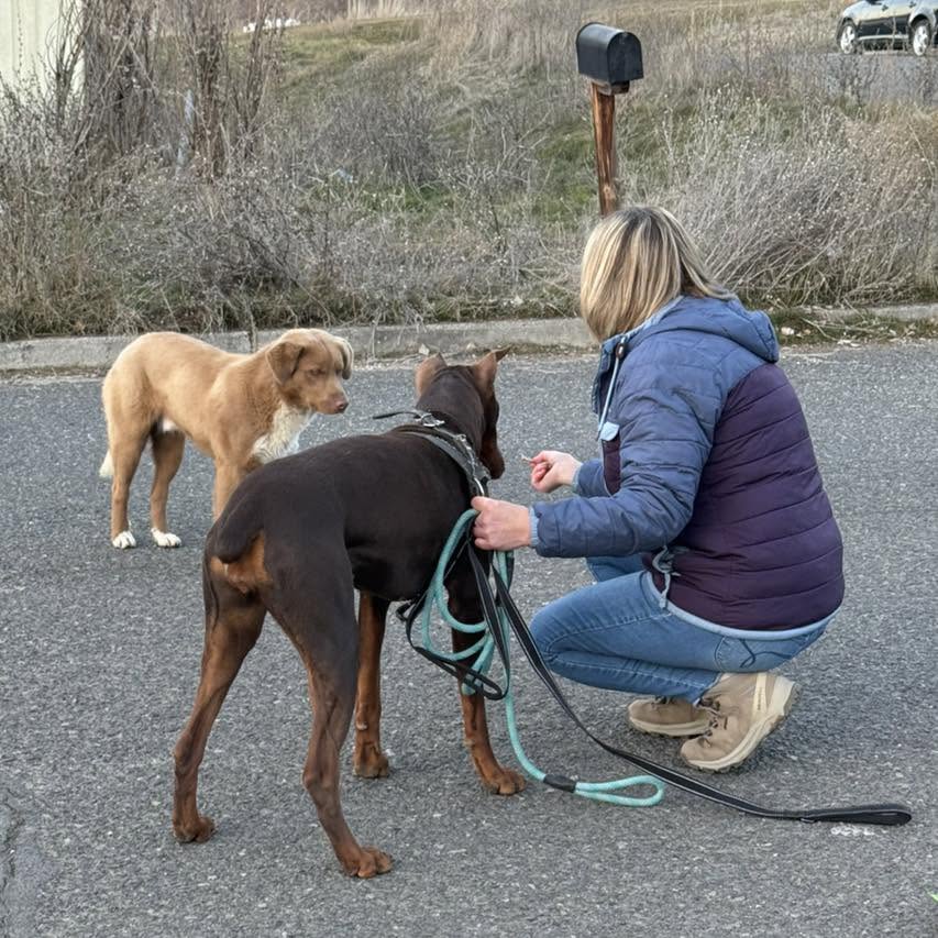 Volunteer spending enrichment time with dogs