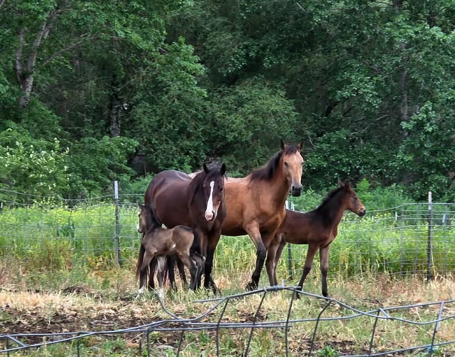 Mares and foals standing together in a pasture