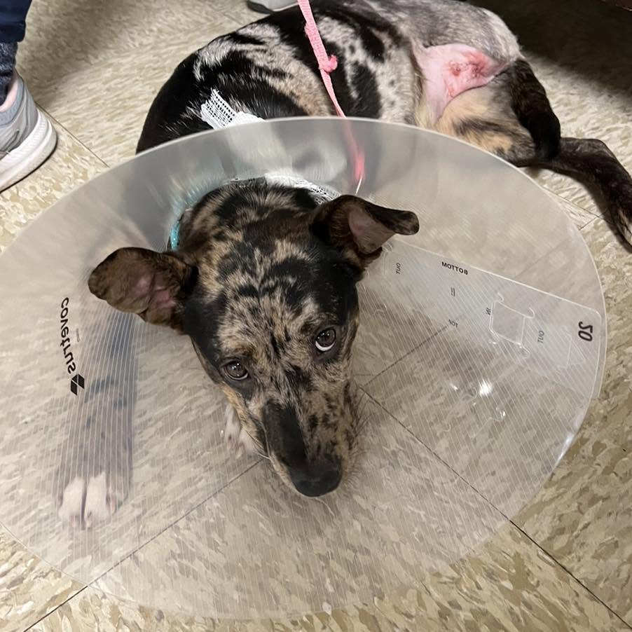 Dog wearing a protective recovery cone