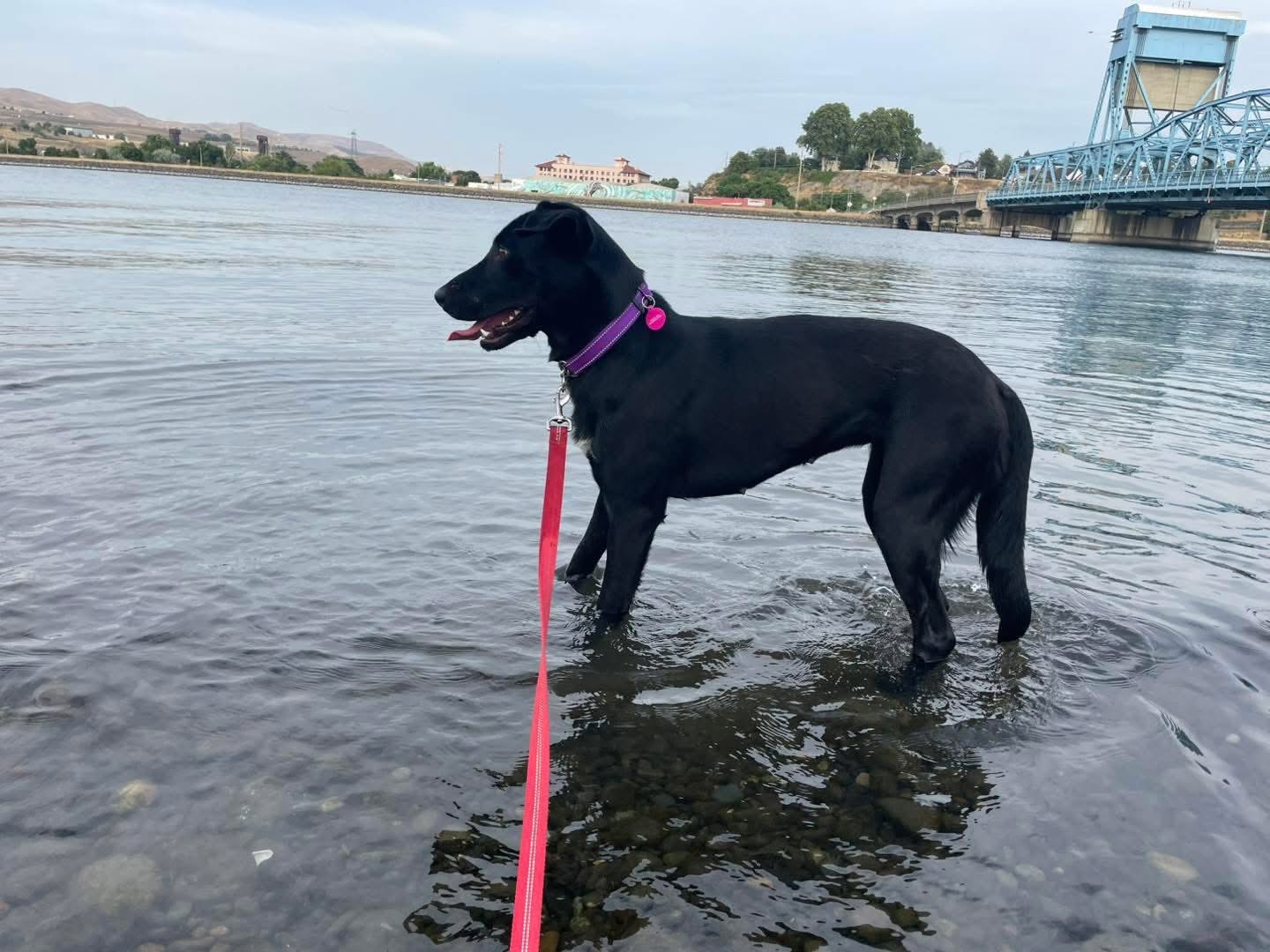 Maddy standing in shallow river water