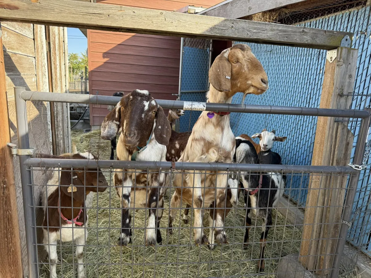 Goats together in a rescue setting