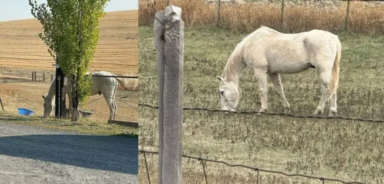 Two photographs of a thin white horse in a pasture