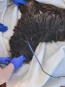 Benewah County Doodles - Idaho Animal Rescue Network
