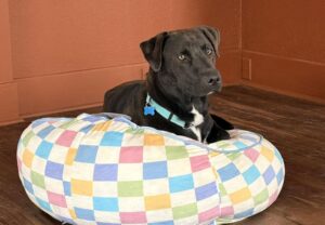 Moose - Idaho Animal Rescue Network