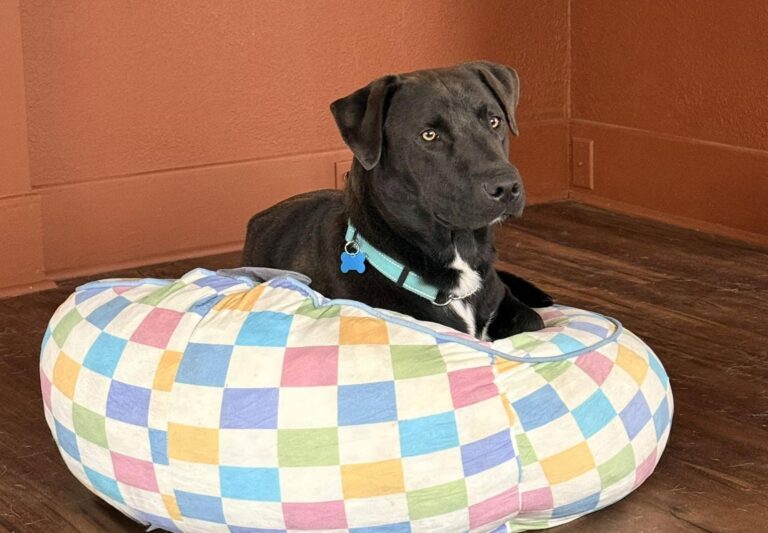 Moose - Idaho Animal Rescue Network