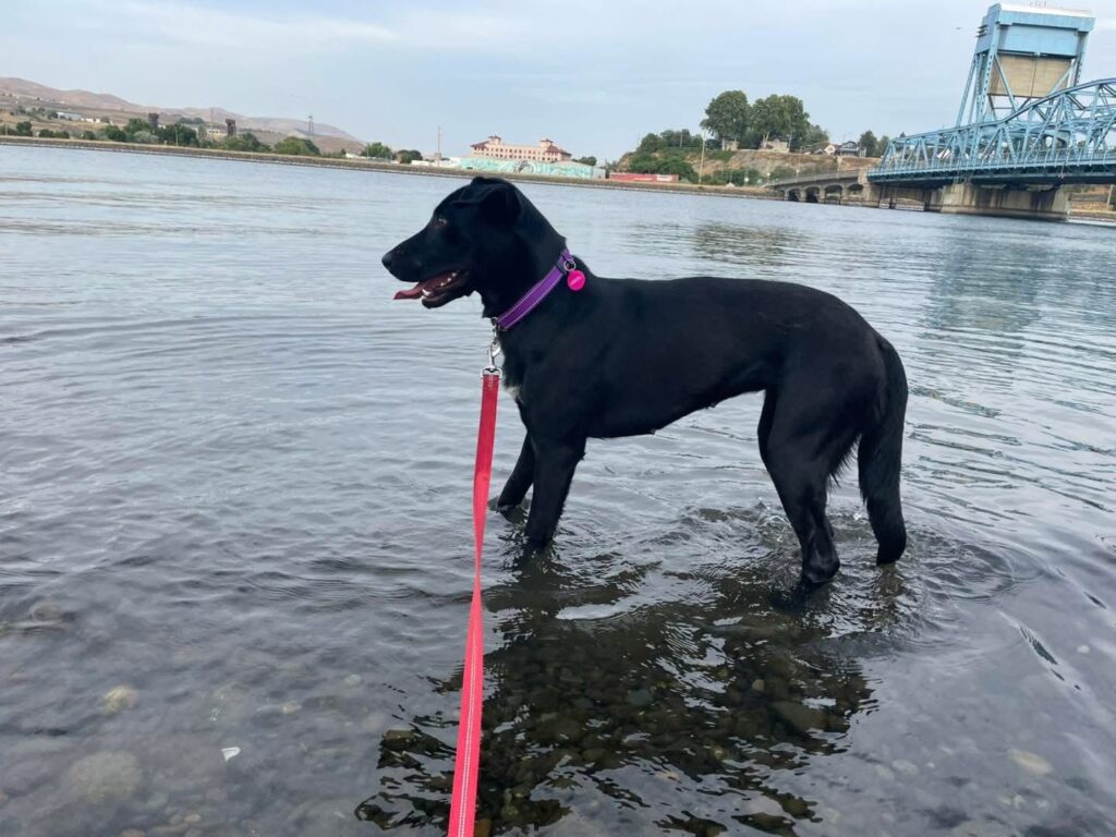 Maddy - Idaho Animal Rescue Network