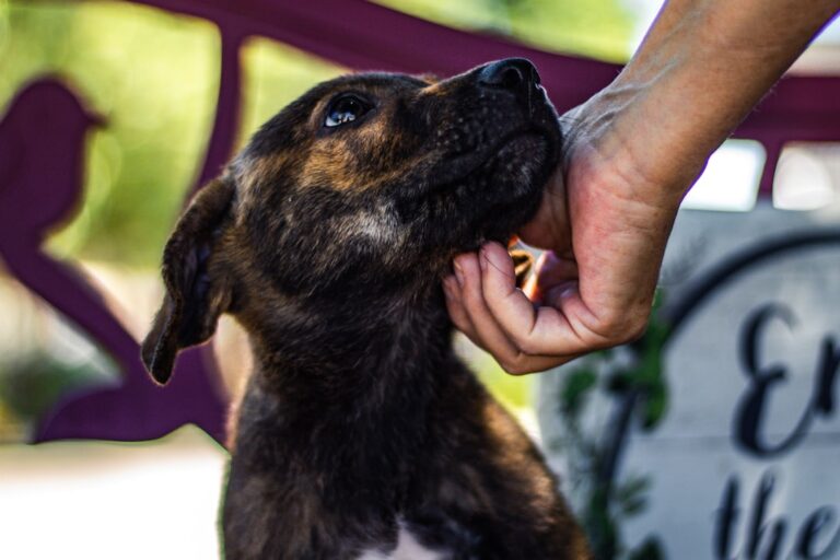 Finding Forever Homes: Our Latest Success Stories