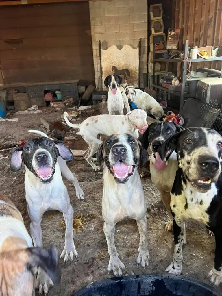 Great Danes at the Lewiston property during the 2022 rescue case