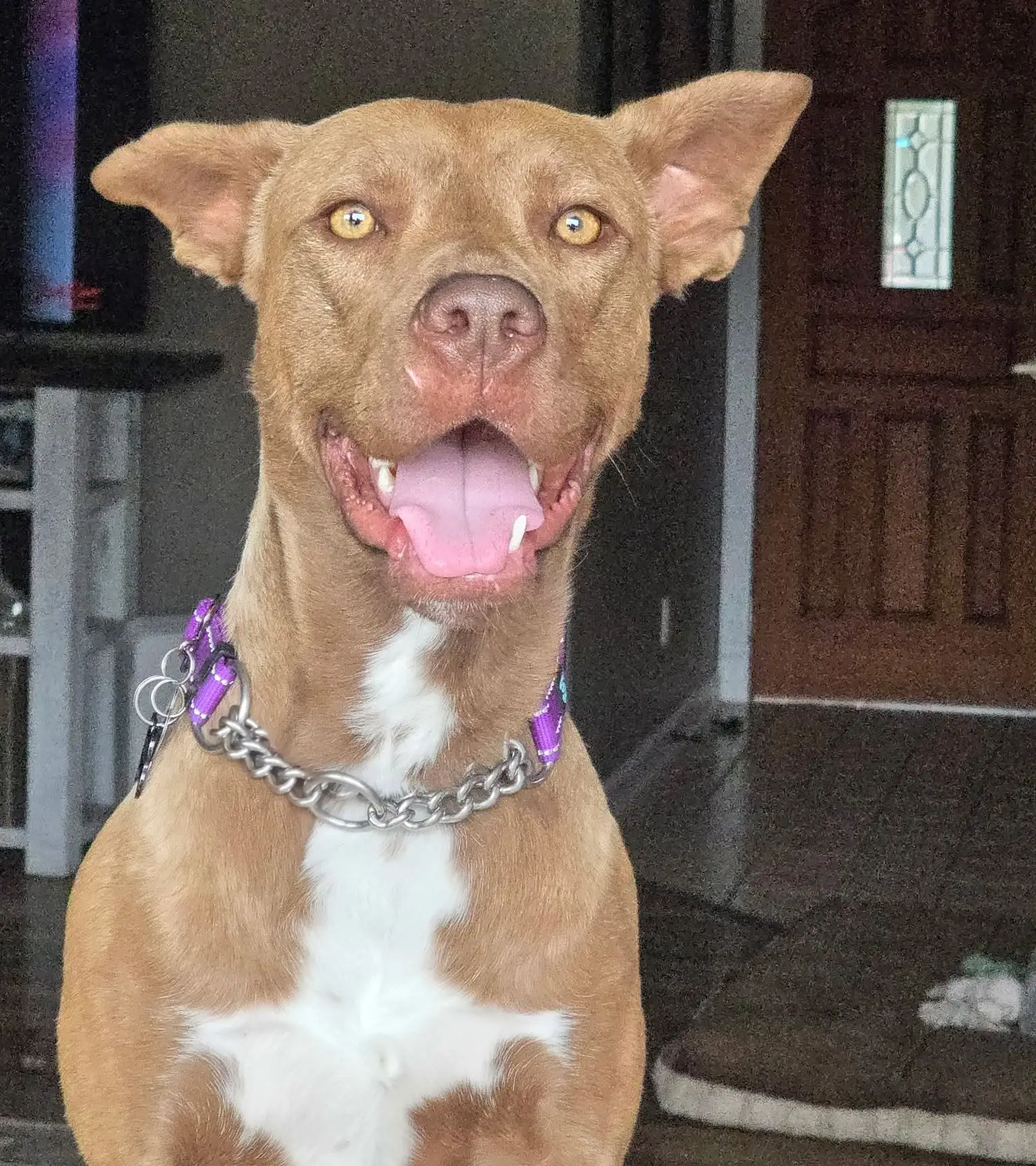 Hercules, a smiling tan dog wearing a collar.