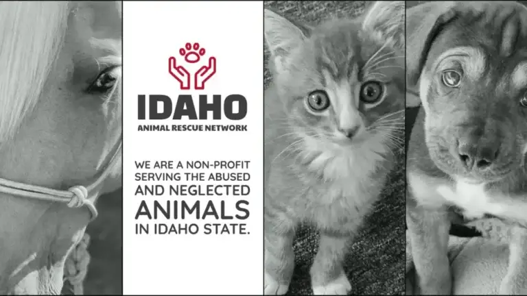 IARN artwork featuring a horse, kitten and dog in Big Country News coverage of the WSU Spay Program