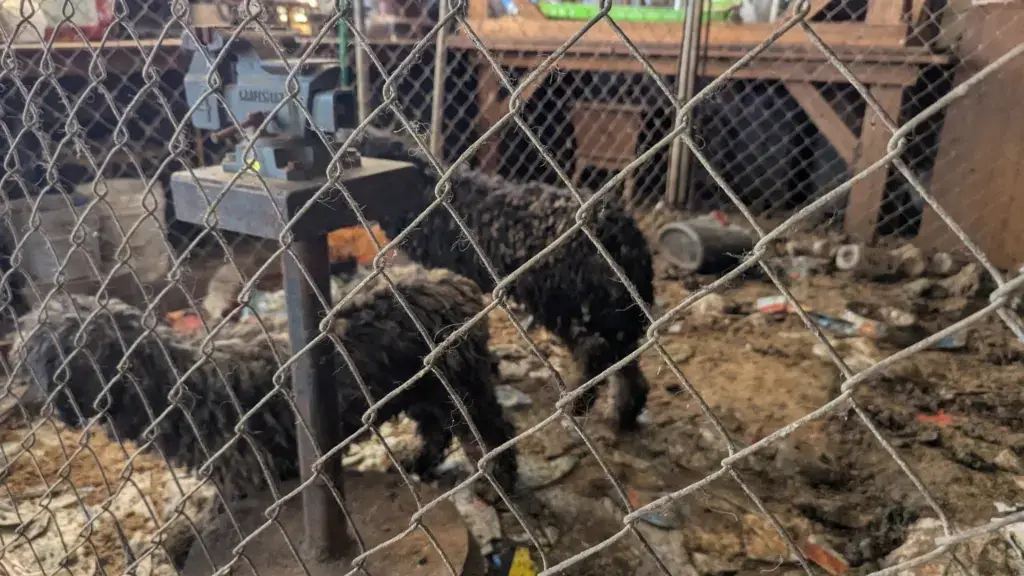 Idaho Animal Rescue Network photograph published in the Dailyfly Benewah County rescue report