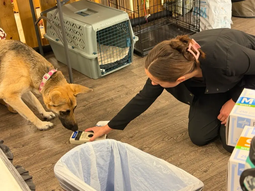 A veterinary team member introduces examination equipment to a dog during a health exam in Lewiston