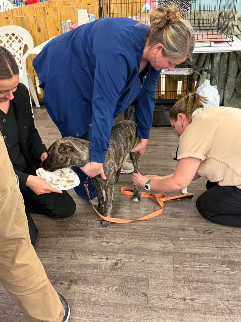 Veterinary team members examine a brindle dog while offering treats during a health certificate appointment