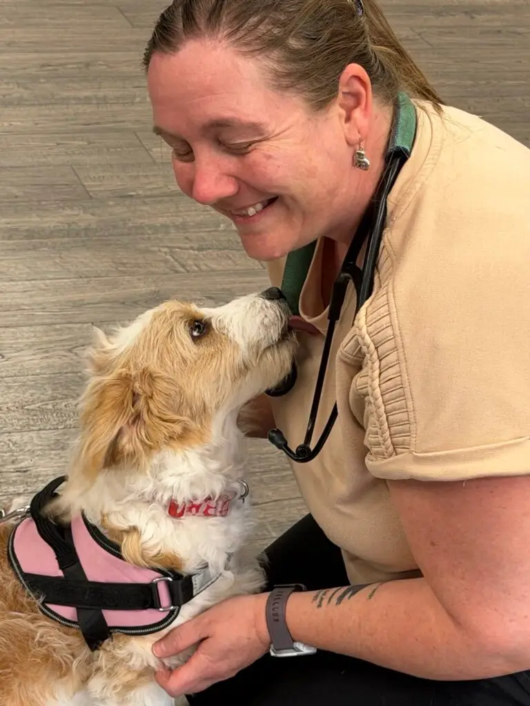 A small tan and white dog looks up at a smiling veterinary team member during a health certificate exam