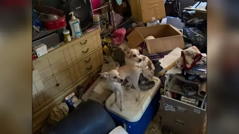 Small Chihuahua-type dogs at the Lapwai home during the July 2025 rescue