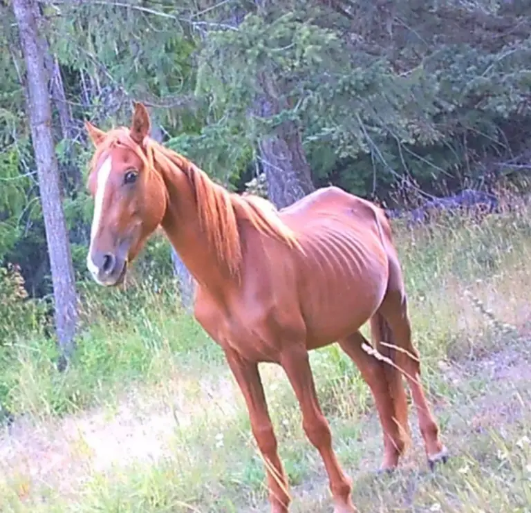A horse in the Latah County animal neglect investigation