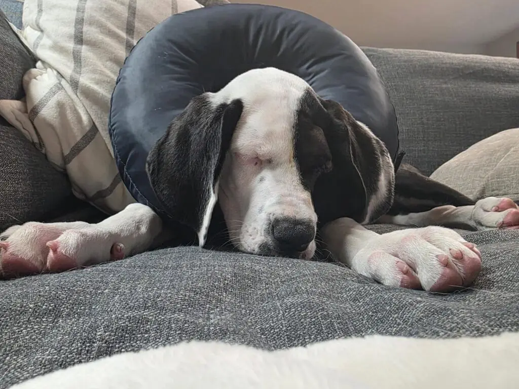 Lucy resting on a couch wearing a soft recovery collar