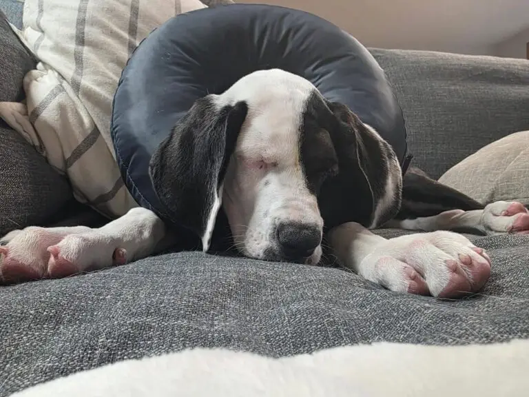 Lucy resting on a couch wearing a soft recovery collar