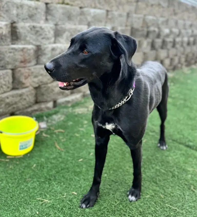 Maddy standing on grass outdoors near a yellow bucket