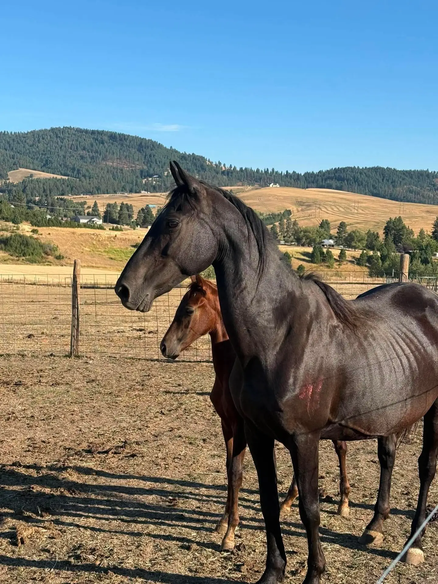 Dark mare standing with her foal in a pasture