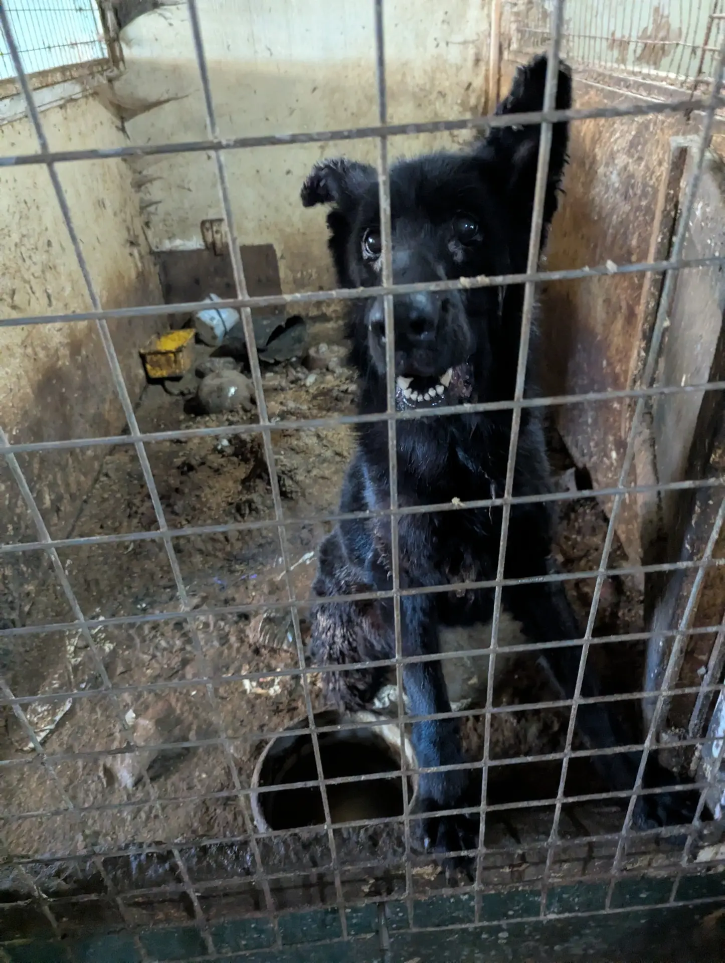 Black dog looking through a kennel gate at an animal welfare case