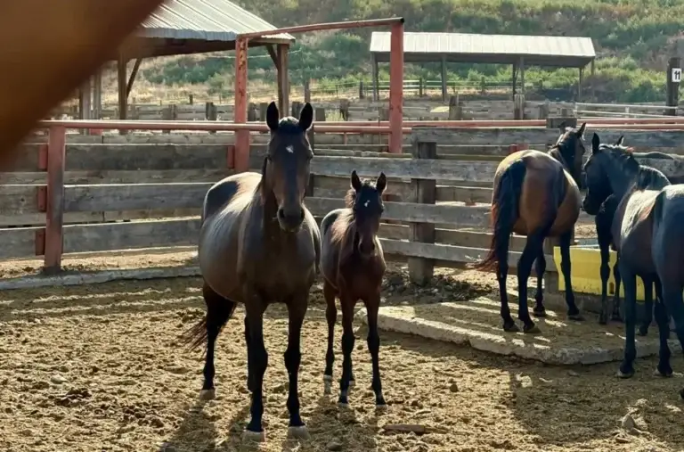 A rescued mare and foal awaiting veterinary care from WSU