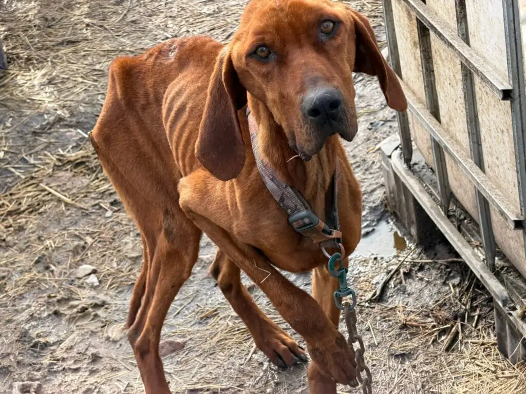 Thin brown dog at the scene of an animal neglect case