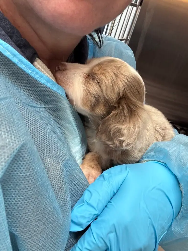 Sick puppy resting in the arms of a caregiver wearing medical gloves