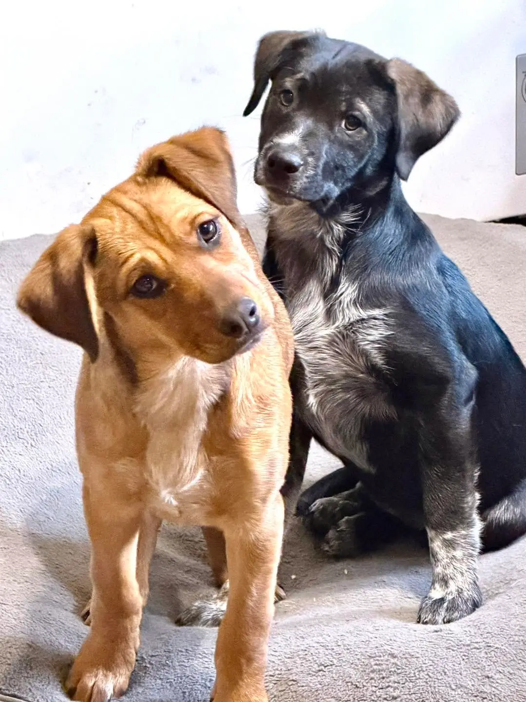 Two IARN rescue dogs sitting together and looking toward the camera