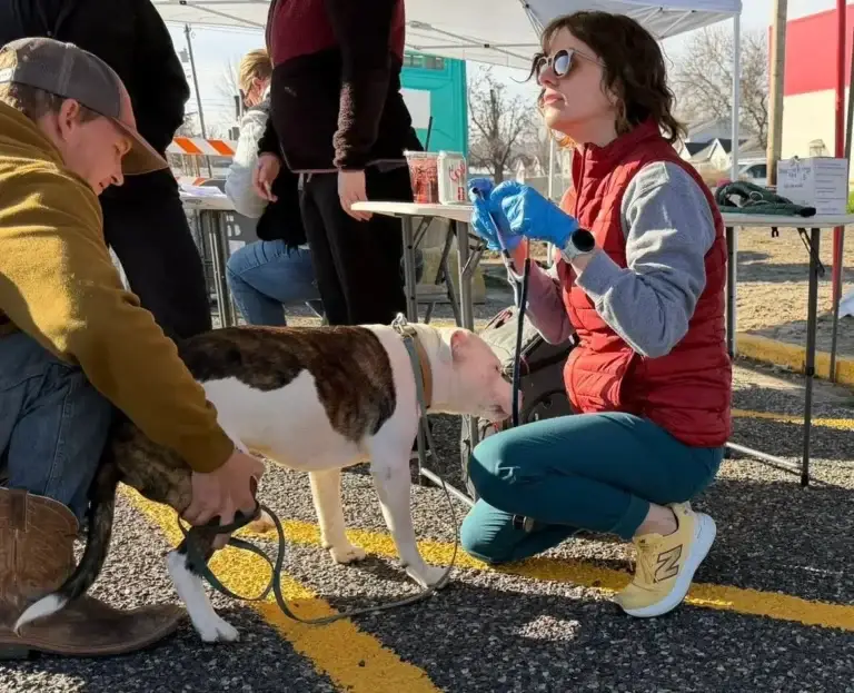 Veterinarian examining a dog at a community pet care event