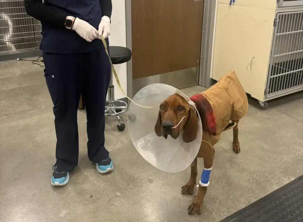 A rescued dog receiving veterinary care