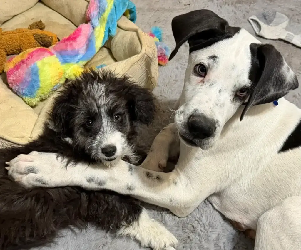 Two rescued puppies resting together at Idaho Animal Rescue Network