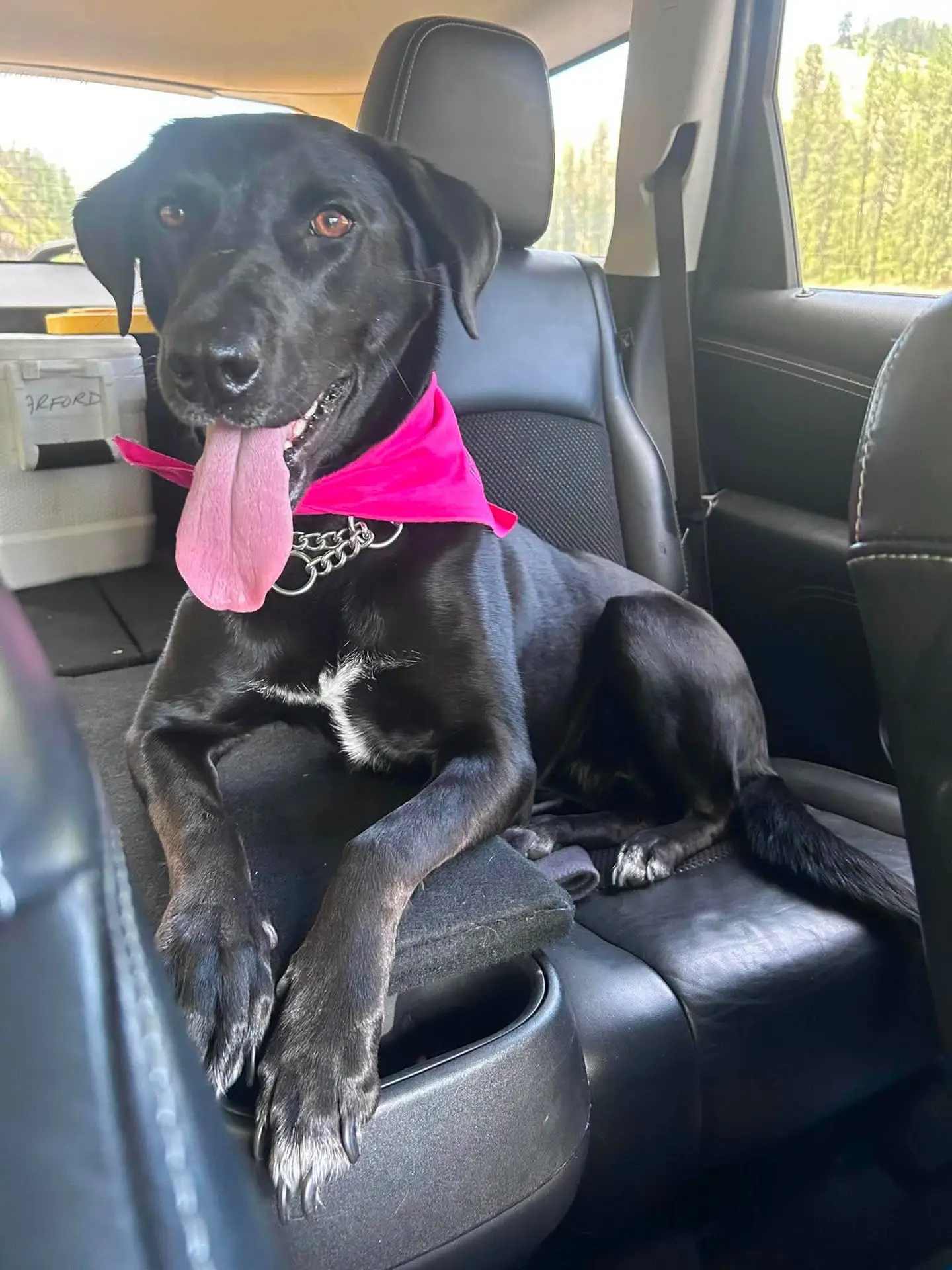 Maddy, an IARN rescue dog
