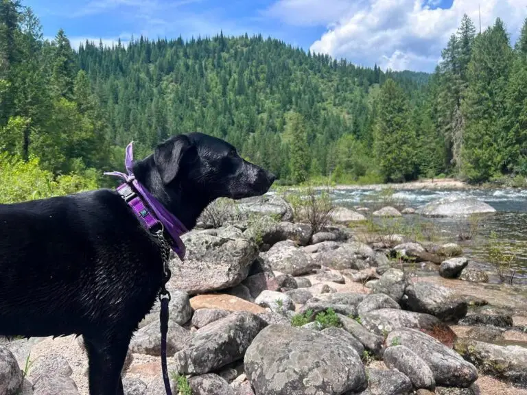 Maddy standing on a rocky riverbank with forested hills behind her