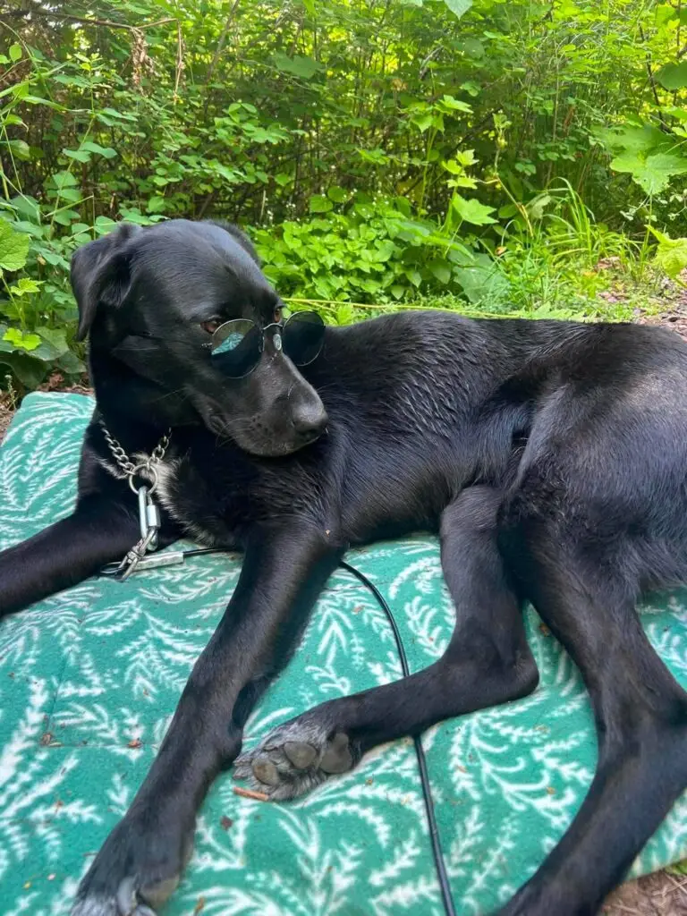Maddy, a black Lab mix, resting on a green blanket outdoors while wearing sunglasses