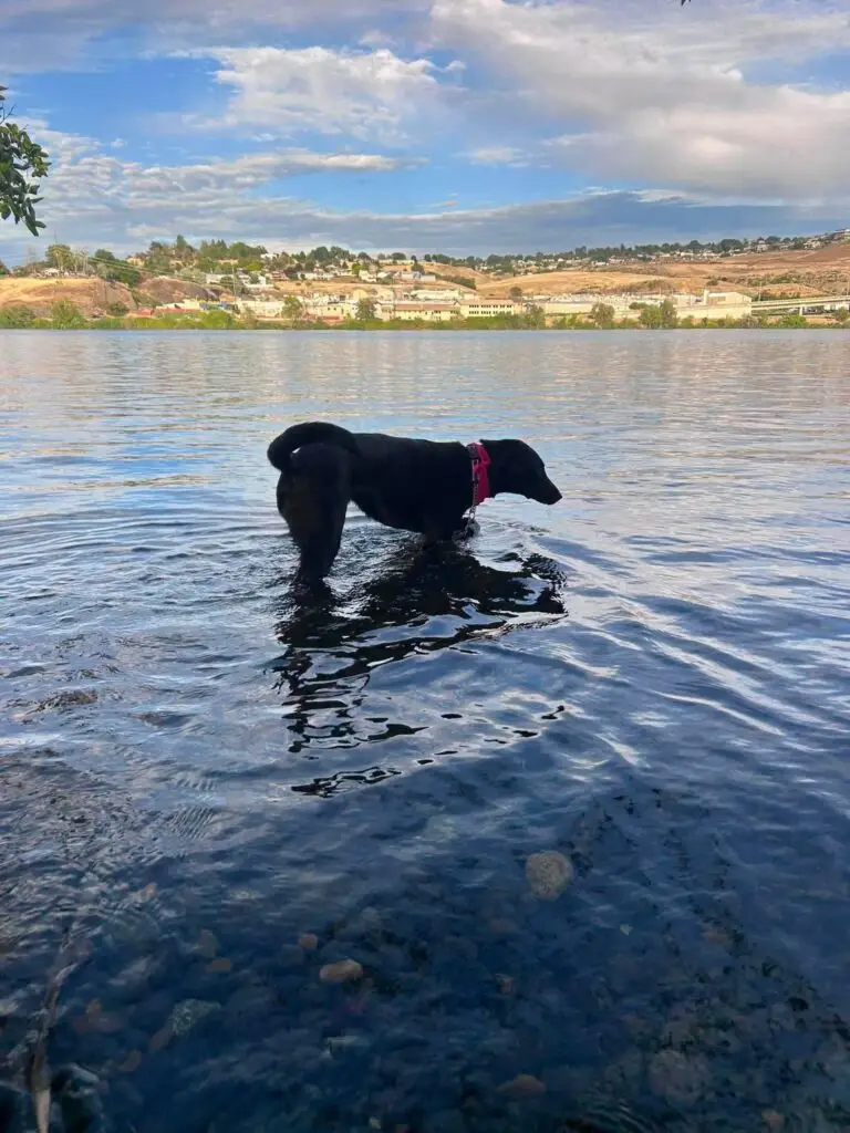 Maddy wading through shallow water in an Idaho river