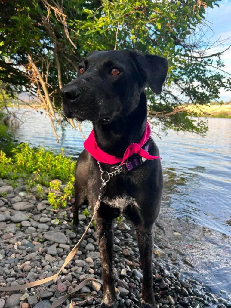 Maddy sitting beside a river in a bright pink harness