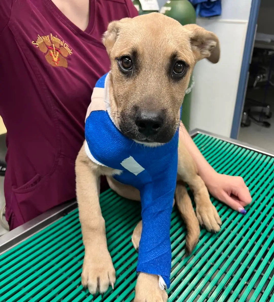 Rescue puppy with a bandaged leg receiving veterinary care
