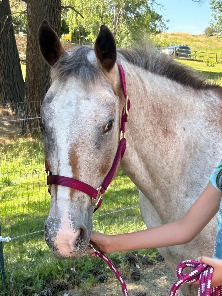 Violet, a gray Appaloosa mare, wearing a burgundy halter outdoors