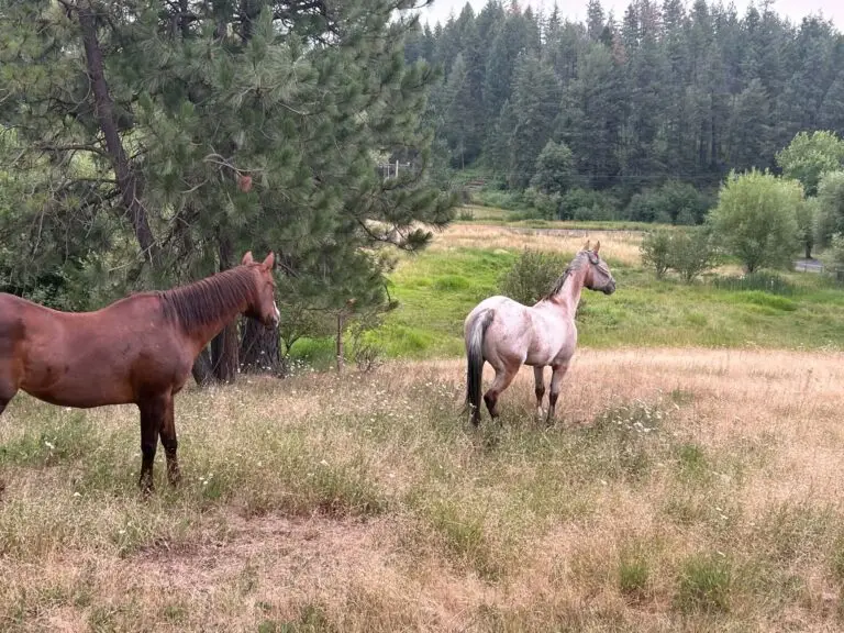 Violet the Appaloosa and a chestnut horse standing in a grassy Idaho pasture
