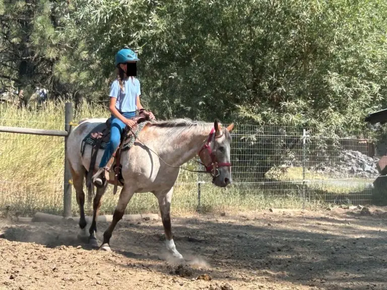 Violet the Appaloosa walking under saddle with a helmeted rider