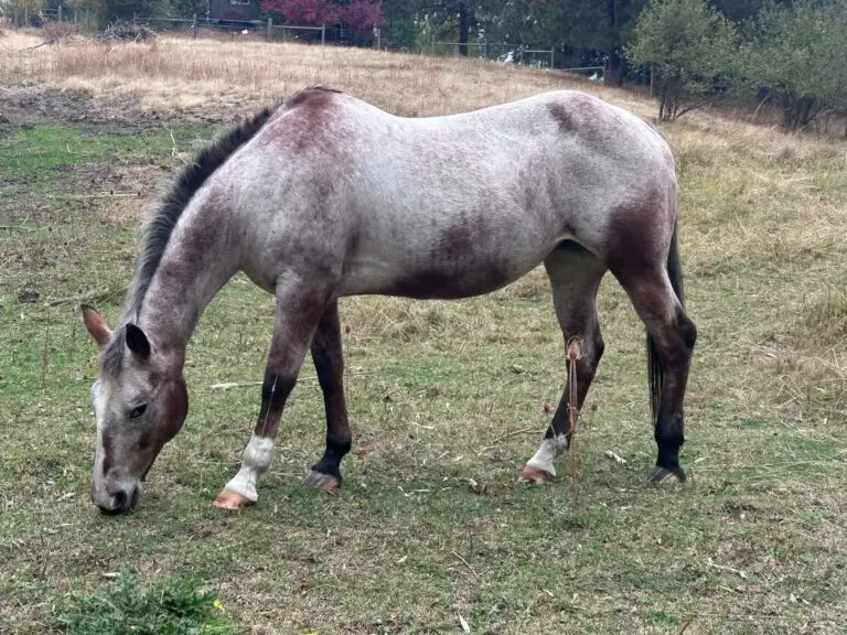 Side view of Violet, a gray Appaloosa mare, grazing in a pasture