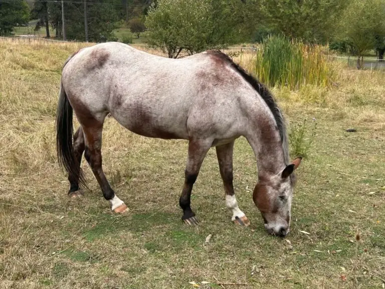 Violet the Appaloosa mare grazing on grass outdoors