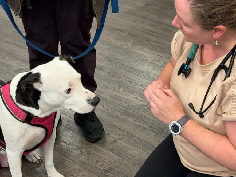 A white and black dog looks at a WSU veterinarian during a health certificate exam in Lewiston